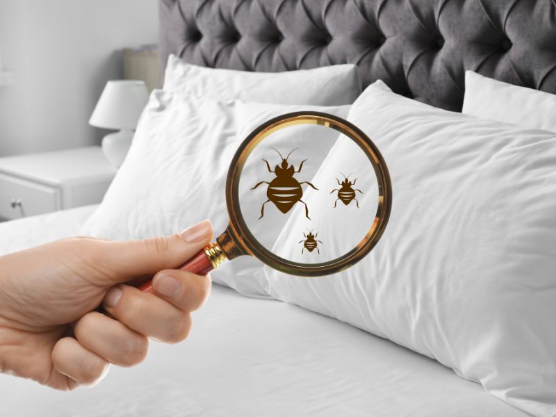 Cimici da letto